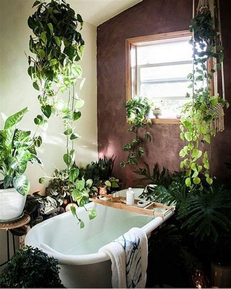 浴室植物 蜈蚣 風水